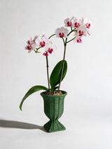 Rattan Vase  Small